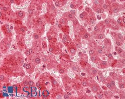 Polyclonal Rabbit anti-Human VPS29 Antibody (aa35-84, IHC, WB)