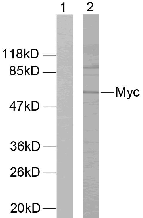 MYC / c-Myc Antibody (p58)