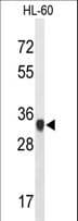 ATP5C1 Antibody (aa40-67)