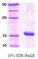 Human PIN1 Protein (Recombinant)