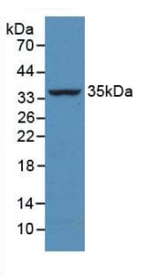 CASP4 / Caspase 4 Antibody (aa81-270)
