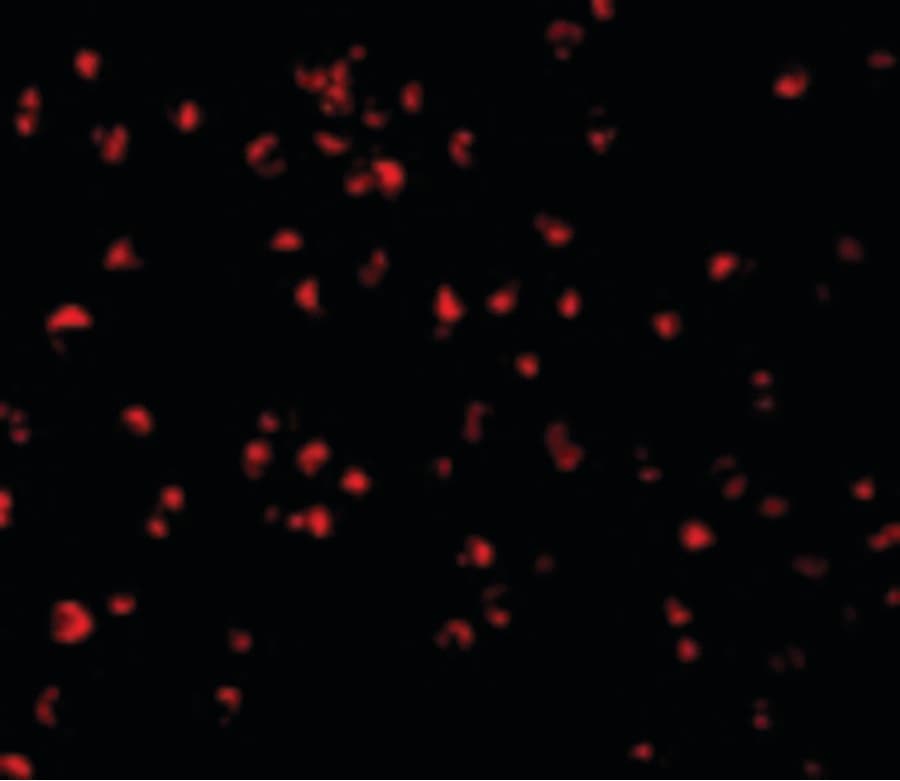 IHC-plus™ CASP5 / Caspase 5 Antibody