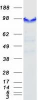Human CASC3 / MLN51 Protein (Recombinant Myc-DDK (Flag))