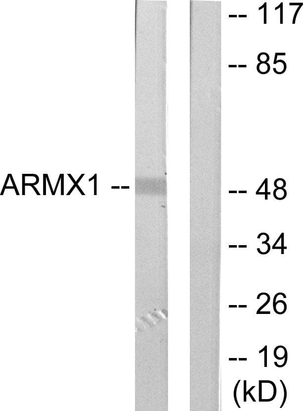 Polyclonal Rabbit anti-Human ARMCX1 Antibody (WB)