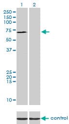 SP110 Antibody (clone 8C8)