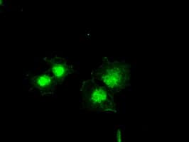 BCL2L1 / BCL-XL Antibody (clone OTI4A9)