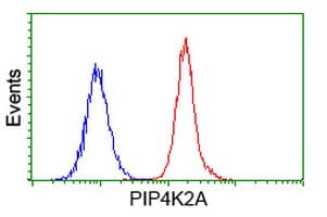 IHC-plus™ PIP4K2A / PIPK Antibody (clone 3D3)