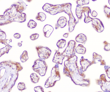 RP2 Antibody