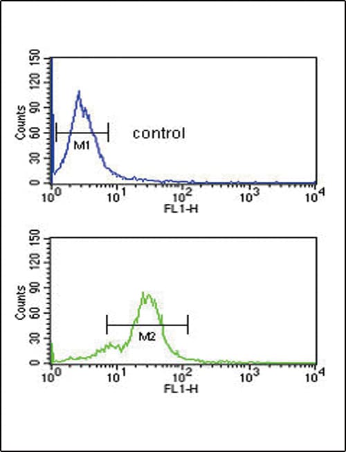IHC-plus™ Polyclonal Rabbit anti-Human EDNRB / Endothelin B Receptor Antibody (aa409-439, IHC, IF, WB)