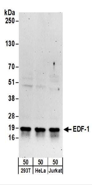 EDF1 / MBF1 Antibody (aa98-148)