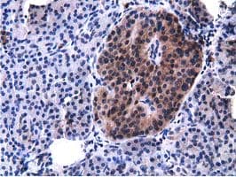 VWA5A Antibody (clone OTI3D6)