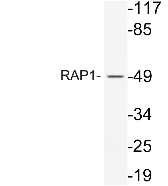 TERF2IP / RAP1 Antibody (aa203-252)