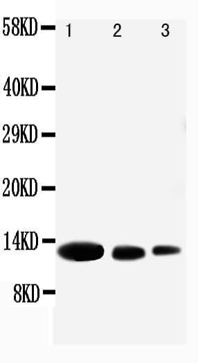 Polyclonal Rabbit anti-Human CXCL9 / MIG Antibody (aa37-51, IHC, WB)