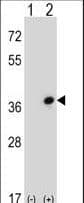 CDC42EP3 Antibody (aa1-30)