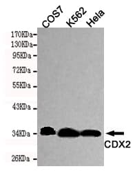 CDX2 Antibody