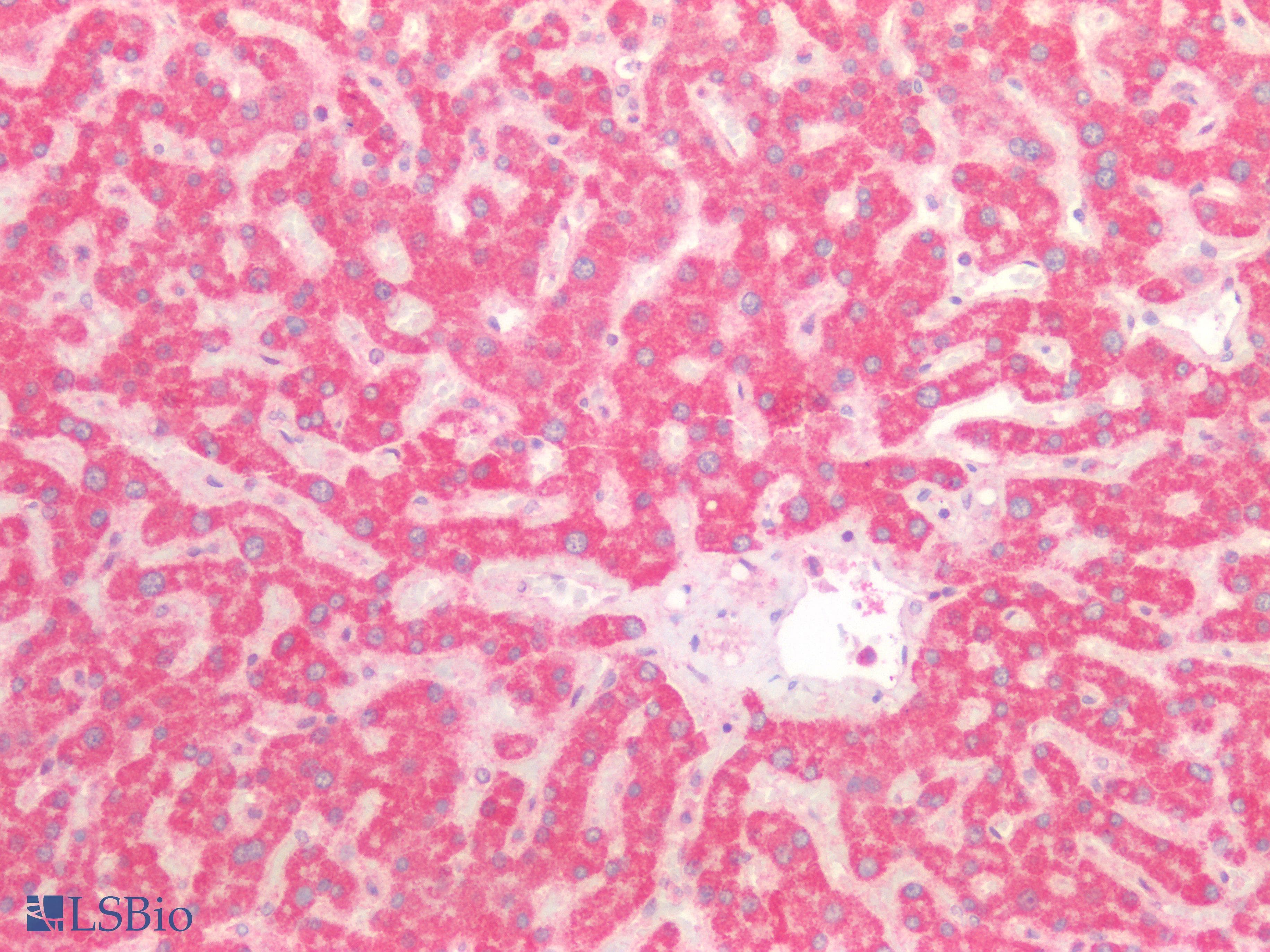 PathPlus™ Polyclonal Rabbit anti-Human GNAQ Antibody (IHC)