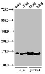 HIST1H3A Antibody