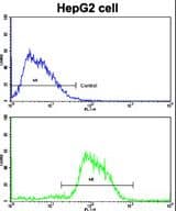 IHC-plus™ CDH4 / R Cadherin Antibody (aa175-203)