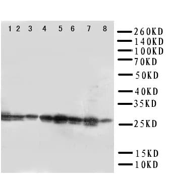 CISH / SOCS Antibody (aa241-258)