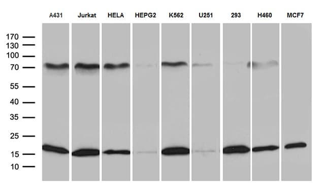 POLR2H / RPB8 Antibody (aa2-150, clone OTI1C10, Carrier-free)