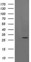 KLK8 / Kallikrein 8 Antibody (clone OTI1H6)