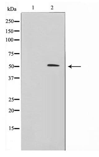 Polyclonal Rabbit anti-Human IRX2 Antibody (IHC, IF, WB)