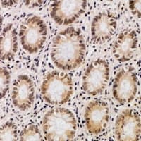 NAT15 Antibody