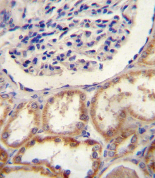 HTRA1 Antibody (aa116-147)