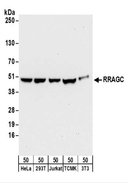 IHC-plus™ RRAGC / RAGC Antibody (aa1-50)