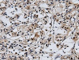 CBWD1 Antibody (clone OTI3F9)