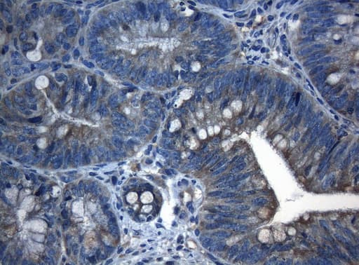 CDC6 Antibody (clone OTI1D5)