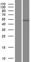 RBMS3 Protein (Over-Expression Lysate Myc-DDK (Flag))