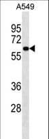 PIGS Antibody (aa527-555)