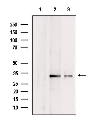 CHMP4B Antibody