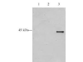 Polyclonal Goat anti-Human ING5 Antibody (aa125-150, WB)
