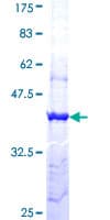 Human PCDH11Y / Protocadherin Y Protein (Recombinant GST, N-terminus)