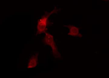 OR6C68 Antibody