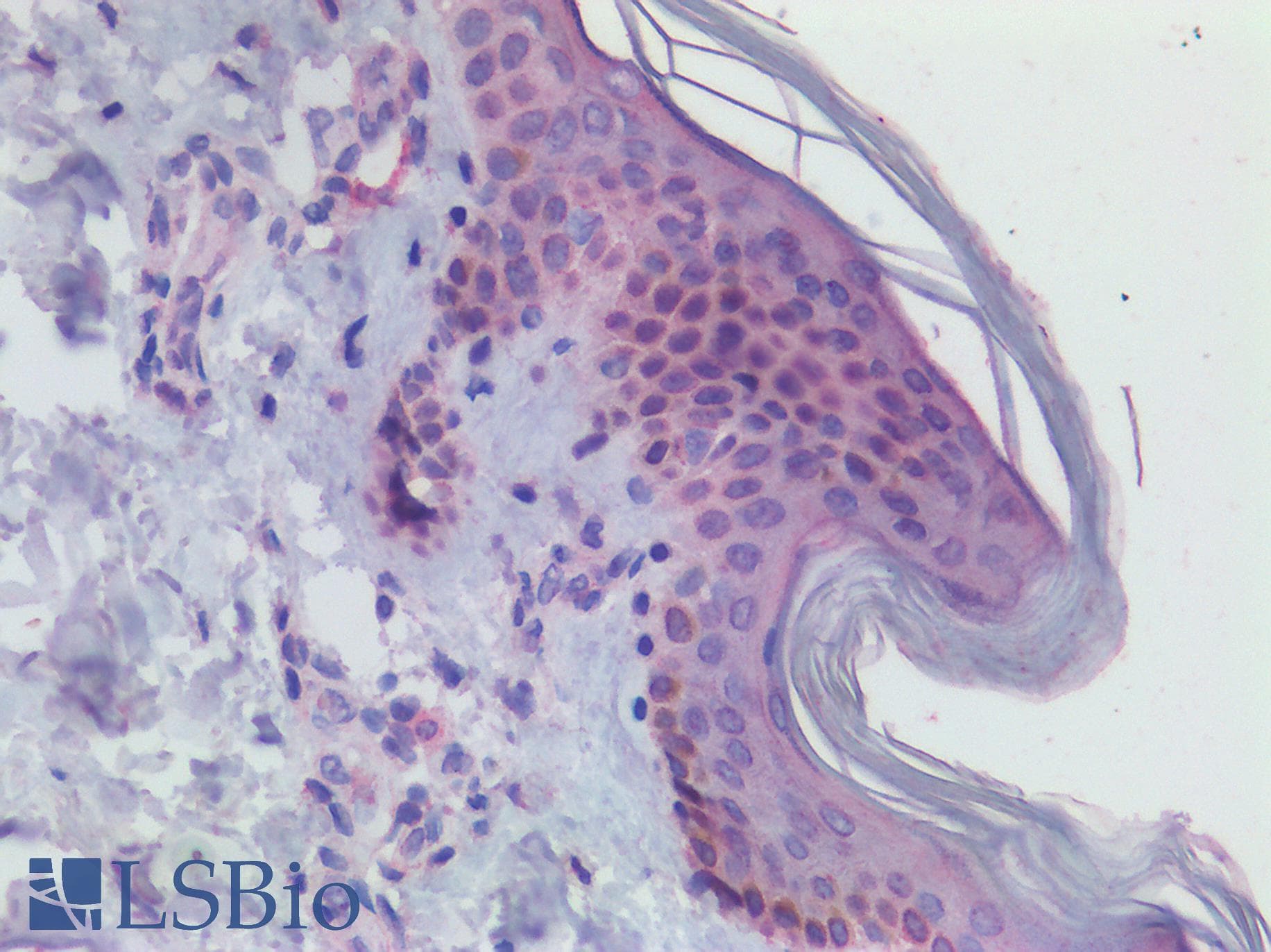 IHC-plus™ Polyclonal Rabbit anti-Human CHRM3 / M3 Antibody (Cytoplasmic Domain, IHC)
