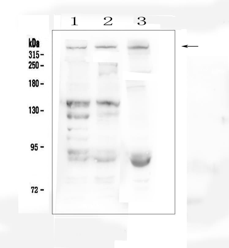 DMD / Dystrophin Antibody (aa3076-3404)