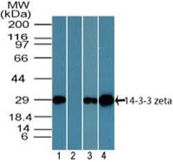 IHC-plus™ YWHAZ / 14-3-3 Zeta Antibody (aa200-245)