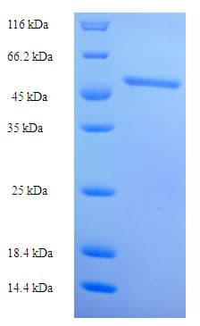 Human CNTNAP1 / CASPR / p190 Protein (Recombinant His-SUMO)
