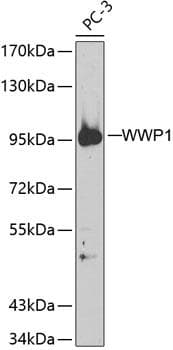 Polyclonal Rabbit anti-Human WWP1 Antibody (WB)