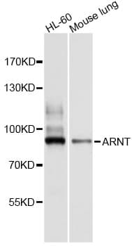 ARNT / HIF-1-Beta Antibody