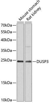 DUSP3 / VHR Antibody