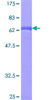 Human P40PHOX / NCF4 Protein (Recombinant GST)