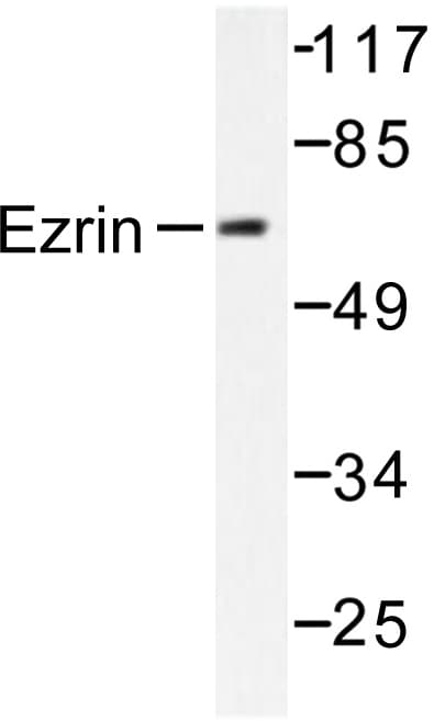 EZR / Ezrin Antibody (Met347)