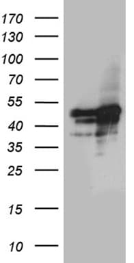 GABPB1 Antibody (aa128-360, clone OTI4D5, Carrier-free)