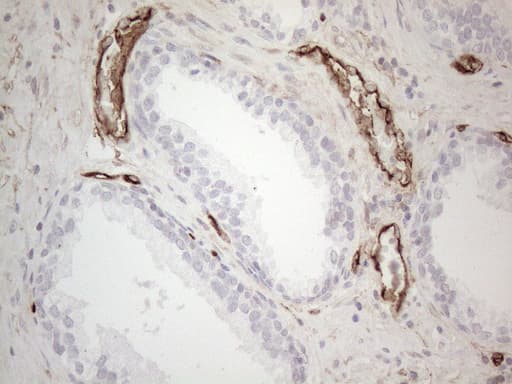 Monoclonal Mouse anti-Human CD34 Antibody (clone OTI11E1, Carrier-free, aa312-385, IHC, WB)