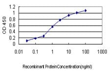 BPNT1 Antibody (clone 2E1)