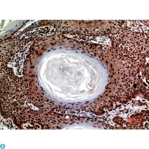 SEC22B Antibody